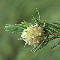 gall Adelges tardus